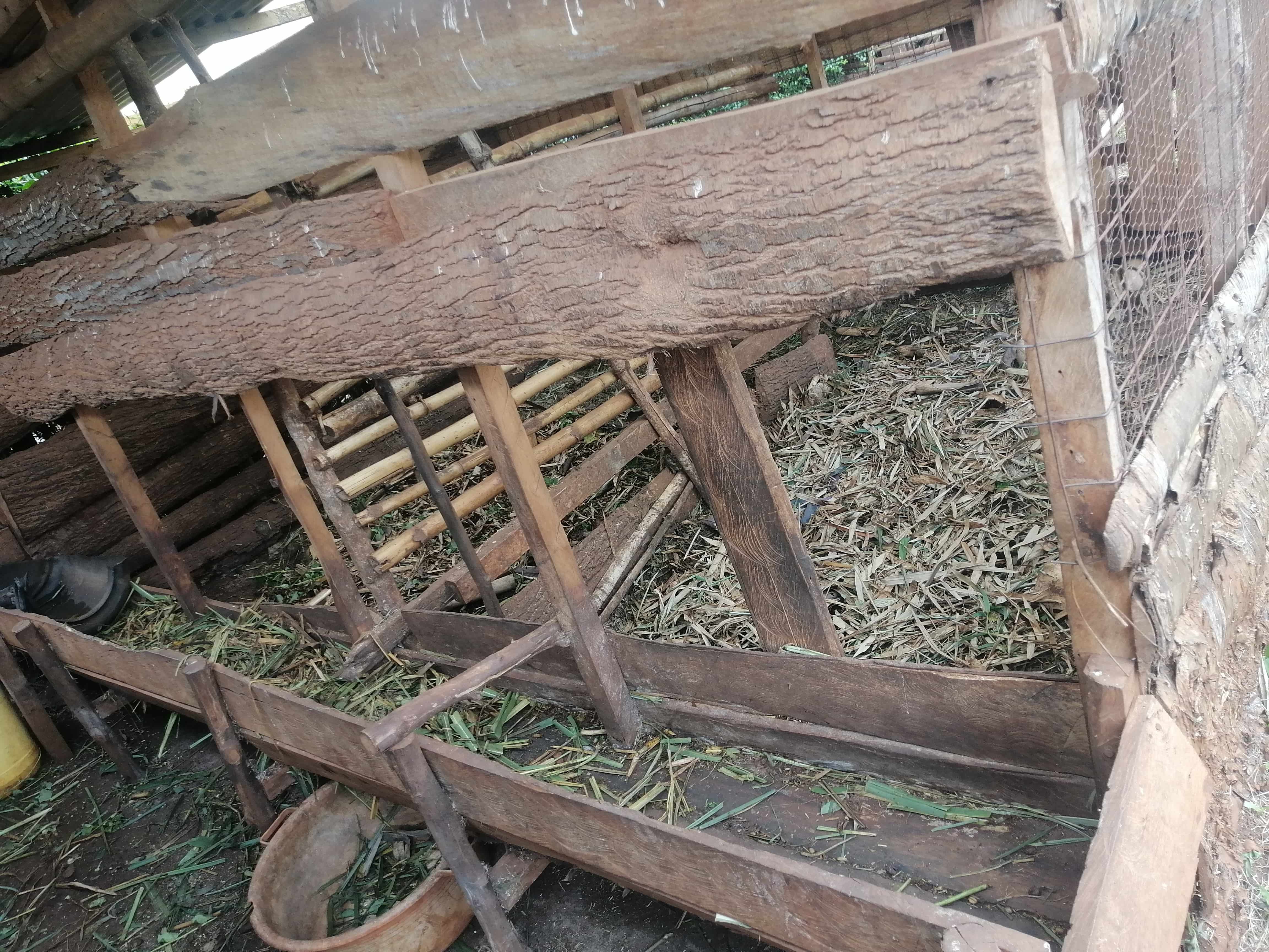 Well maintained informal cow shed